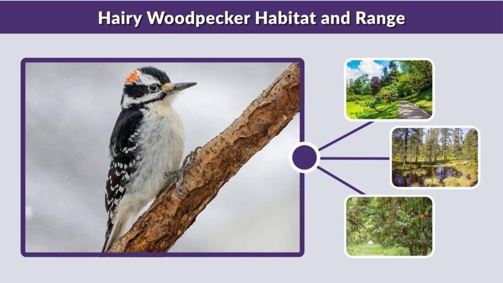 Hairy Woodpecker Habitat and Range