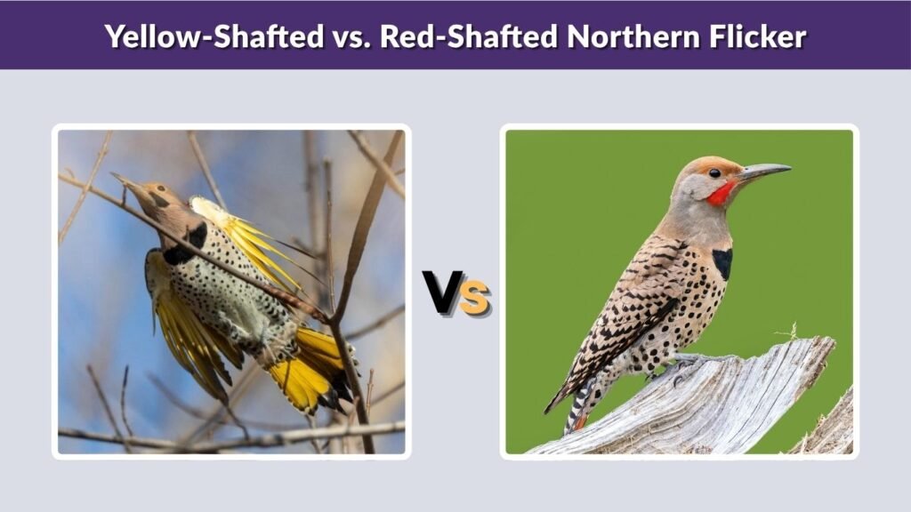 Yellow-Shafted vs. Red-Shafted Northern Flicker