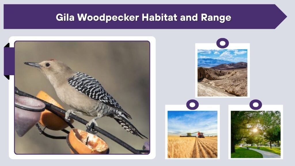 Gila Woodpecker Habitat and Range