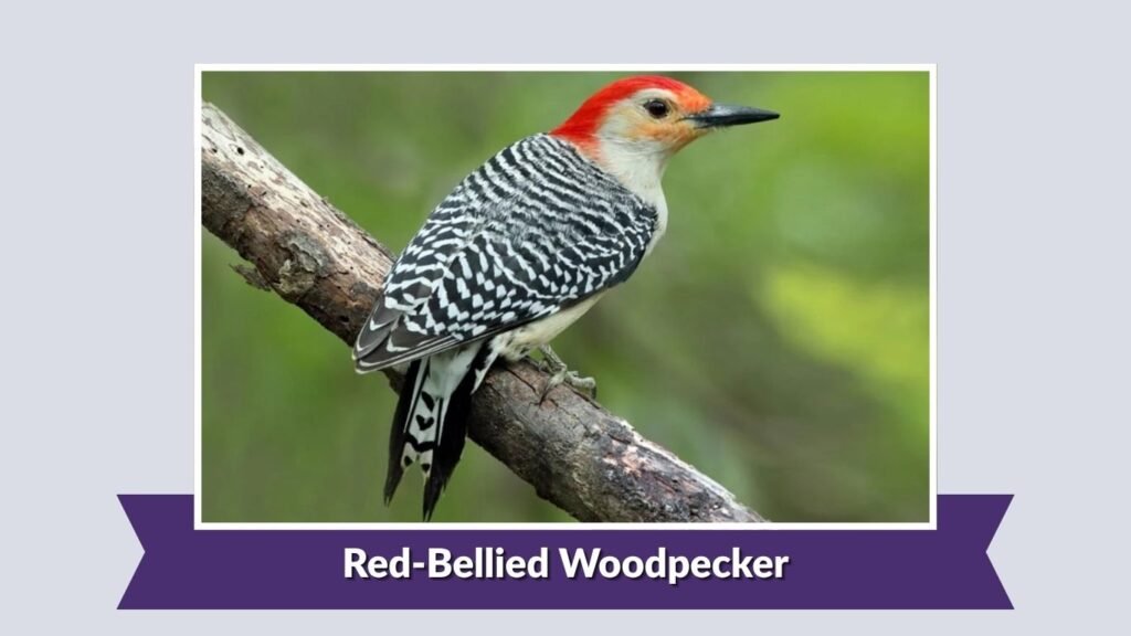 Red-Bellied Woodpecker
