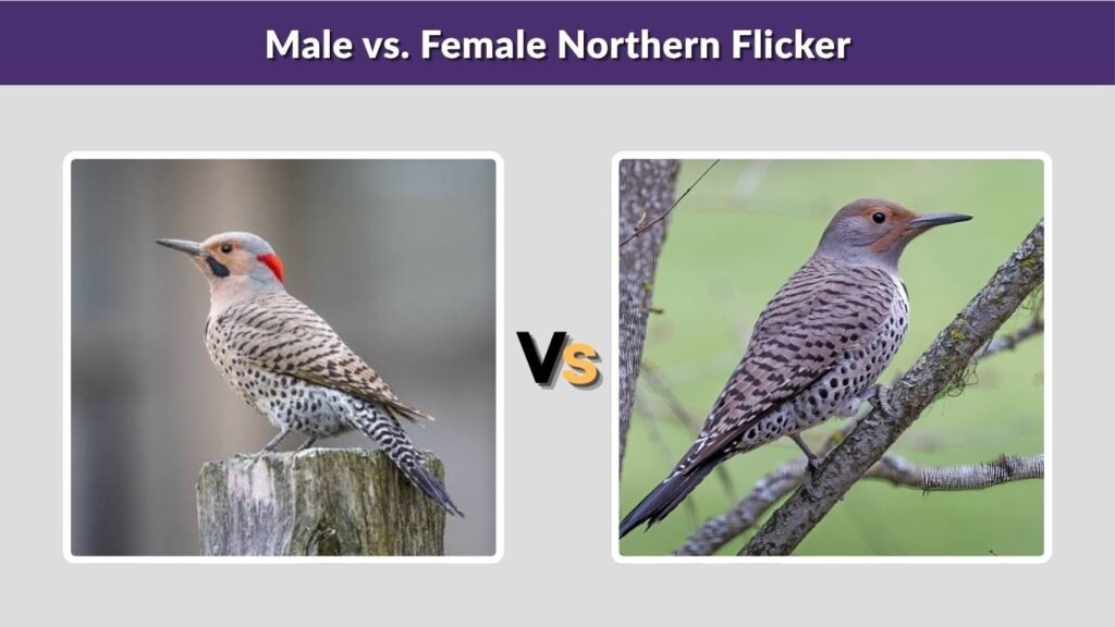 Male vs. Female Northern Flicker