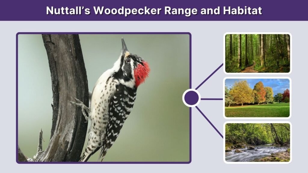 Nuttall’s Woodpecker Range and Habitat