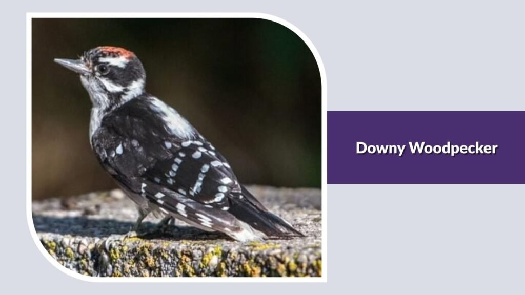 Downy Woodpecker