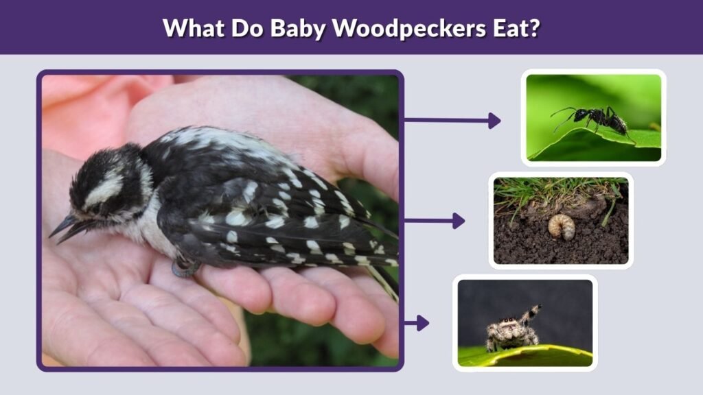 What Do Baby Woodpeckers Eat?
