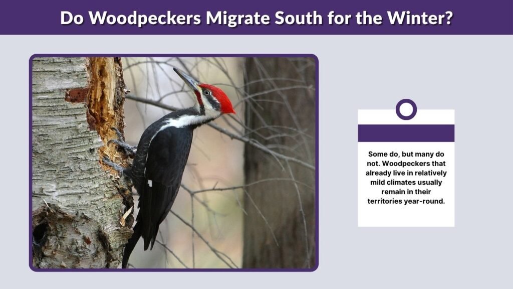 Do Woodpeckers Migrate South for the Winter?