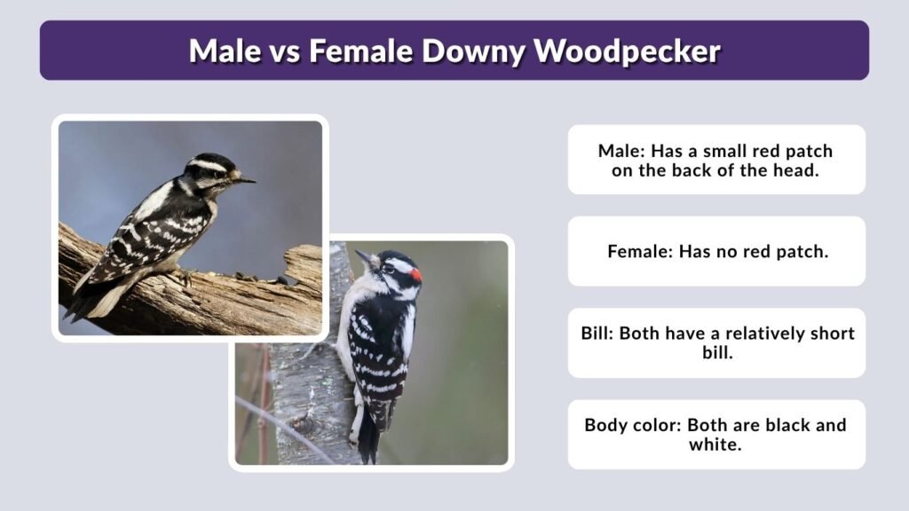 Male vs Female Downy Woodpecker