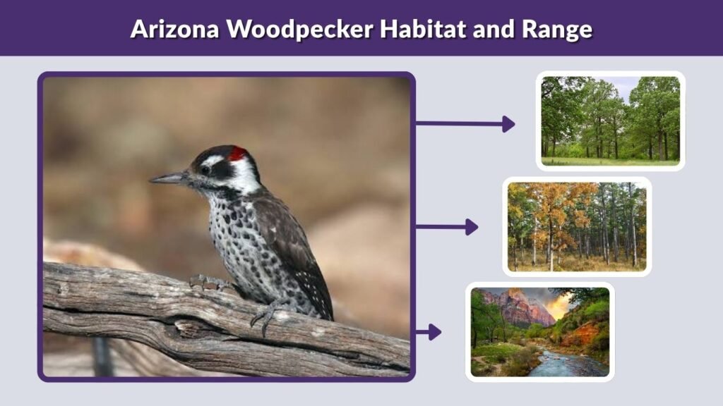 Arizona Woodpecker Habitat and Range