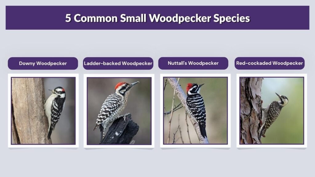 5 Common Small Woodpecker Species