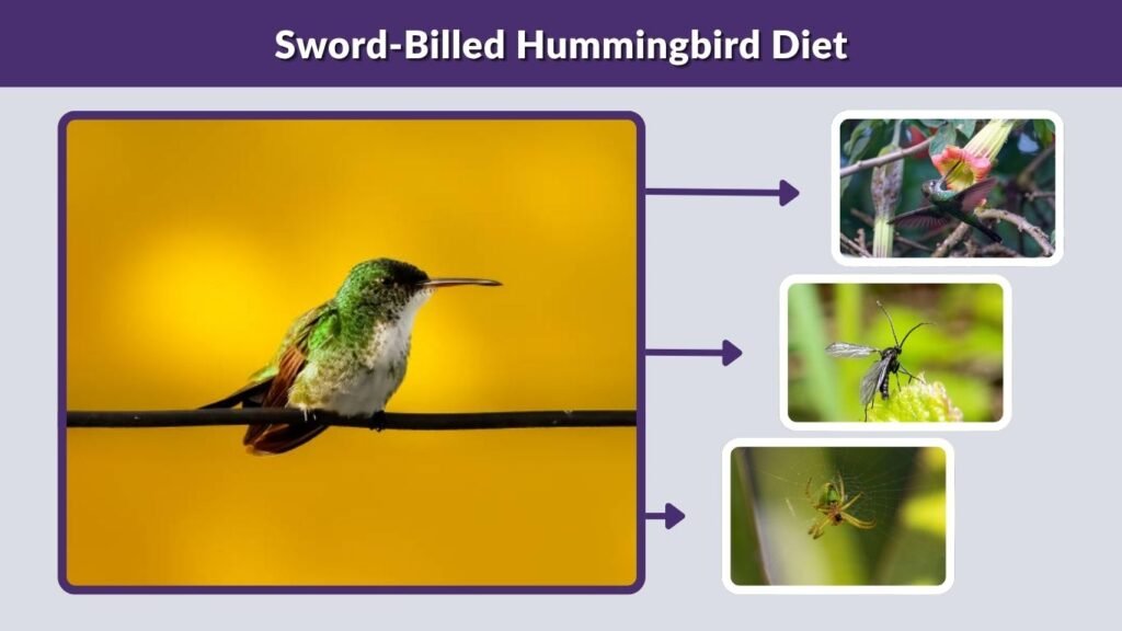 Sword-Billed Hummingbird Diet