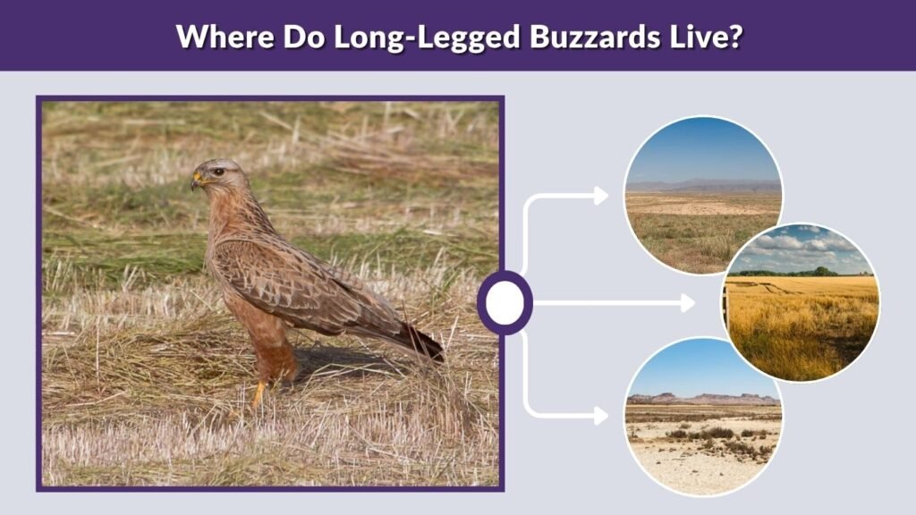 Where Do Long-Legged Buzzards Live?