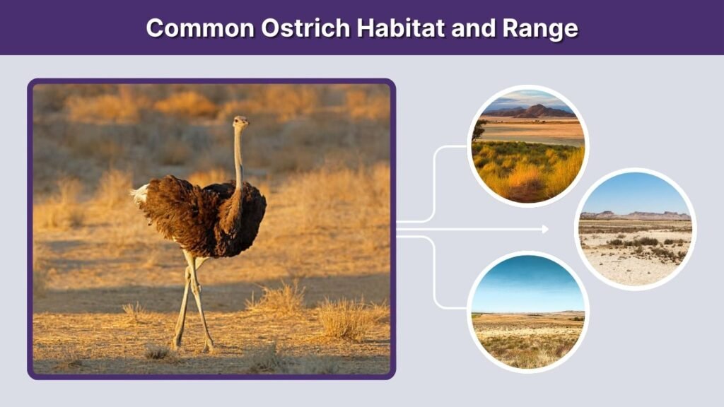 Common Ostrich Habitat and Range