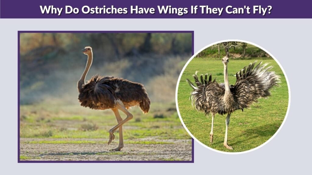 Why Do Ostriches Have Wings If They Can't Fly?