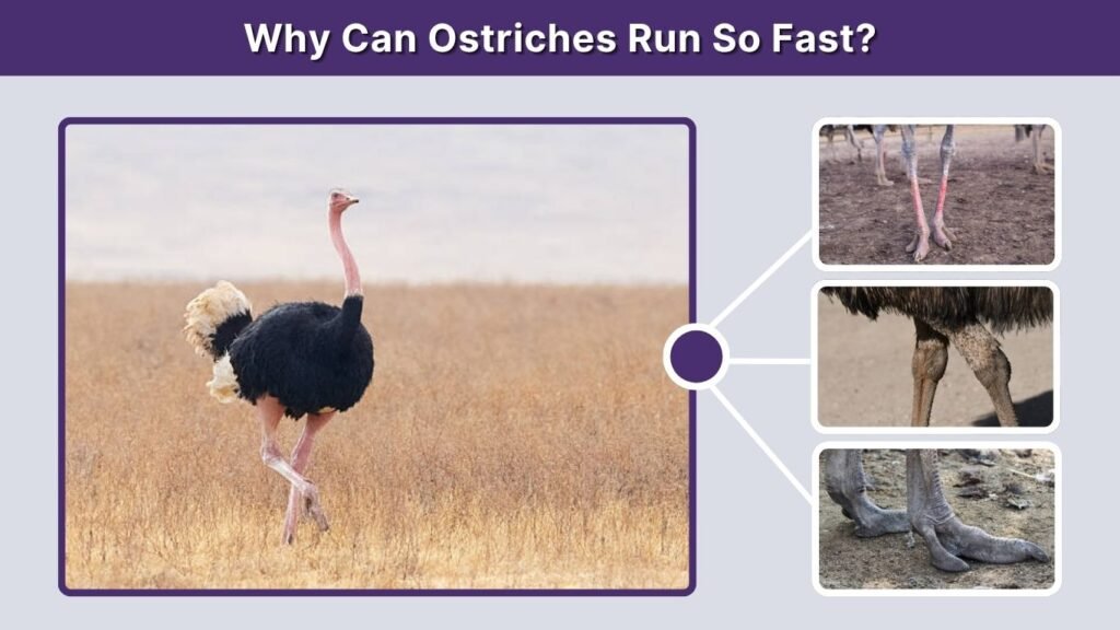 Why Can Ostriches Run So Fast?