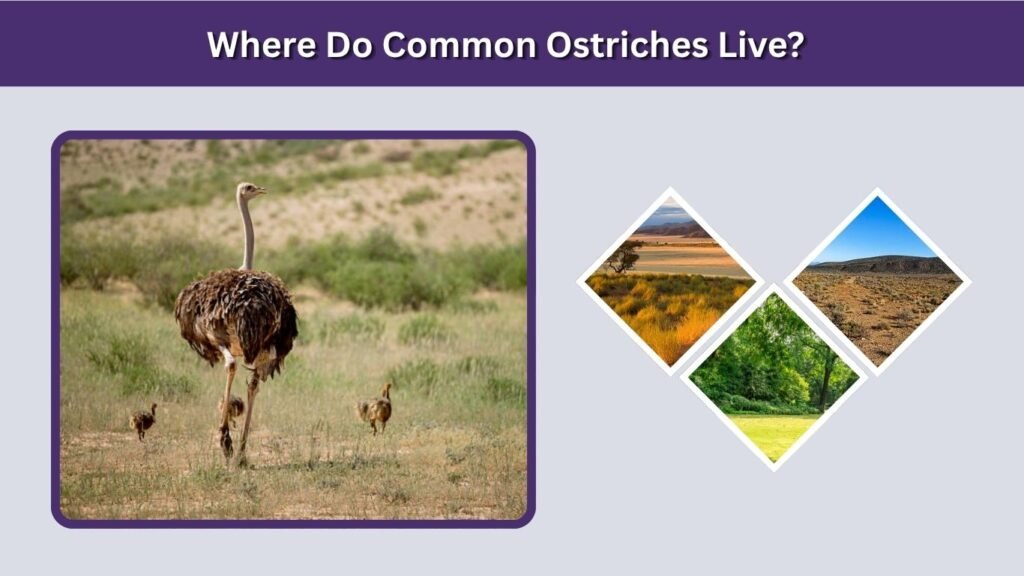 Where Do Common Ostriches Live?