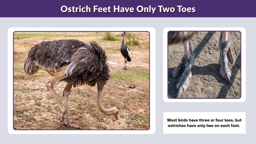 Ostrich Feet Have Only Two Toes