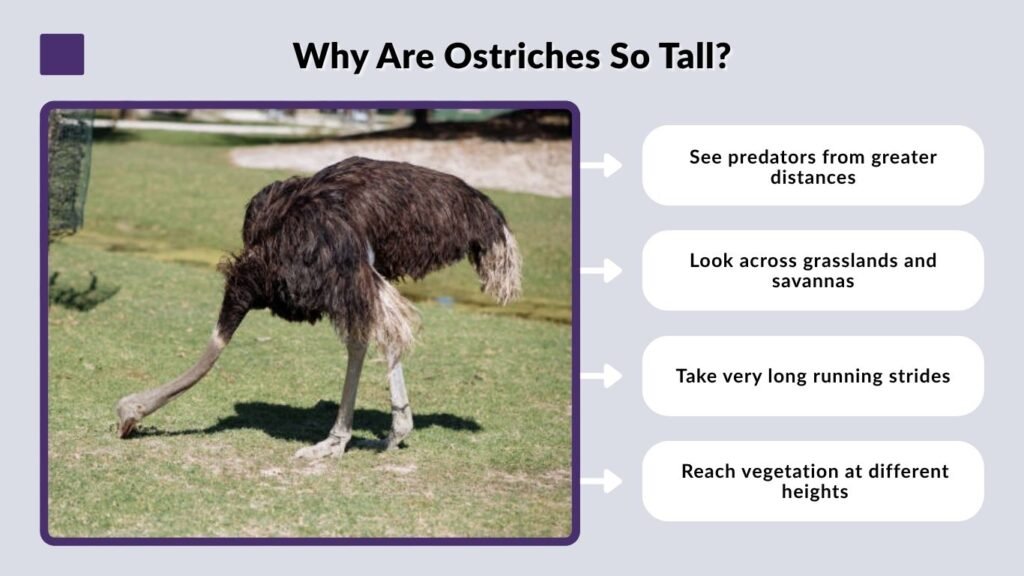 Why Are Ostriches So Tall?