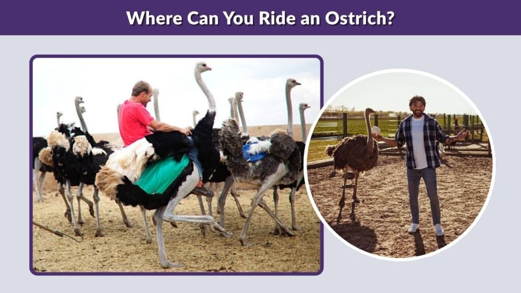 Where Can You Ride an Ostrich?