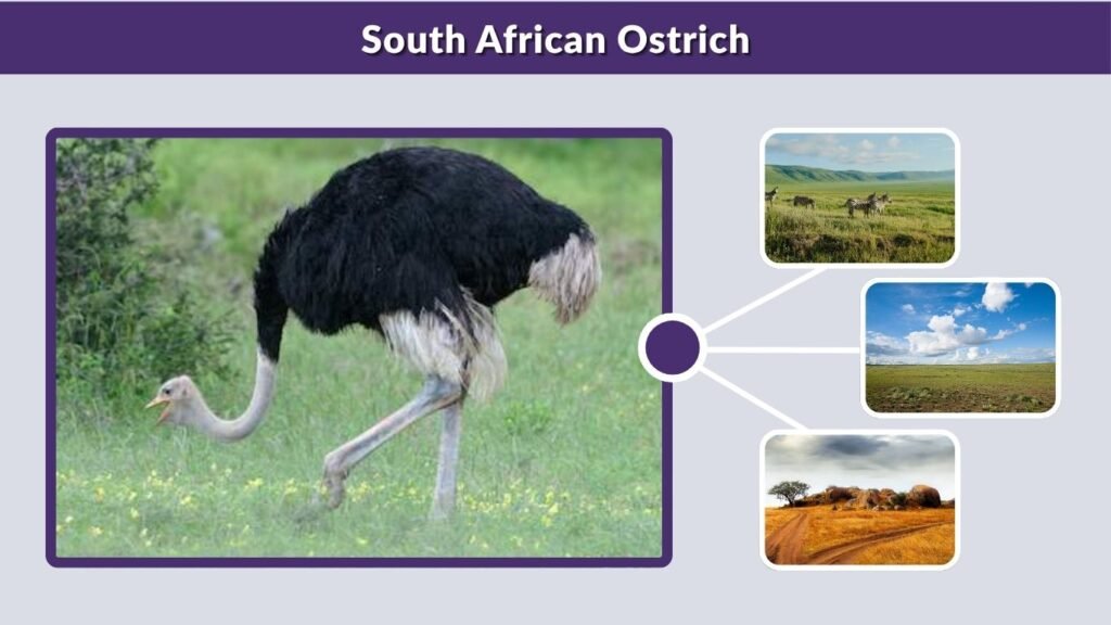 South African Ostrich