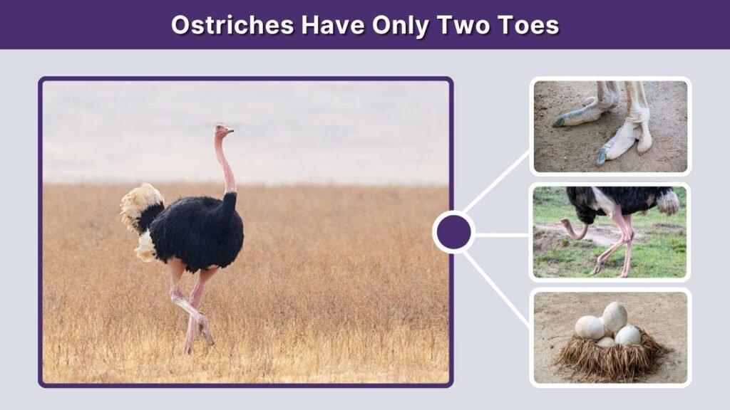 Ostriches Have Only Two Toes