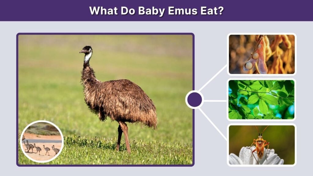 What Do Baby Emus Eat?