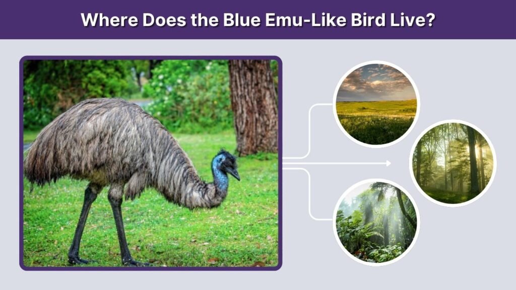 Where Does the Blue Emu-Like Bird Live?