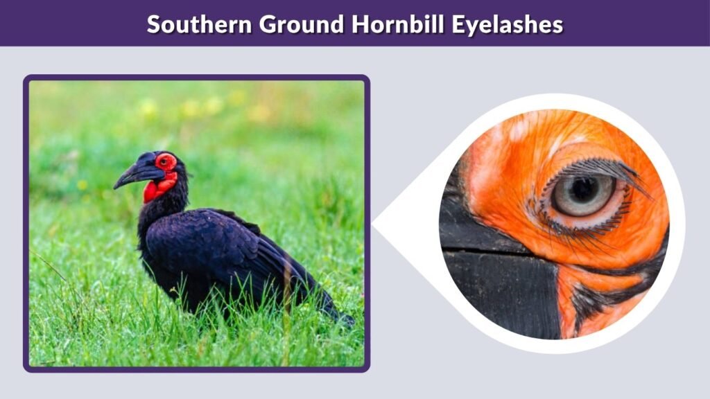 Southern Ground Hornbill Eyelashes