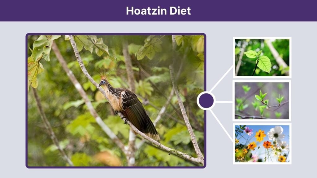 Hoatzin Diet