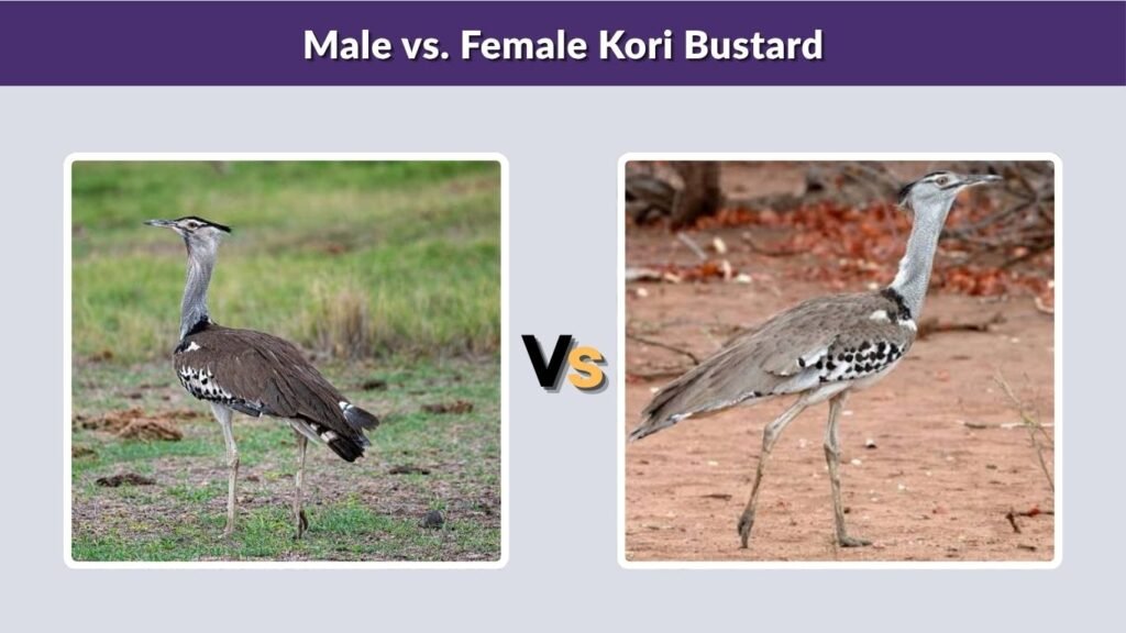 Male vs. Female Kori Bustard