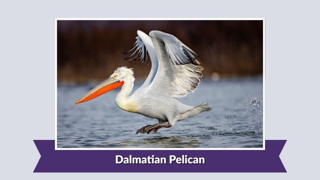 Dalmatian Pelican