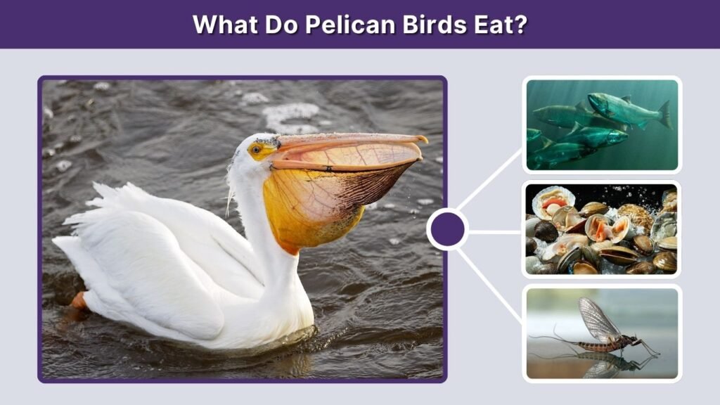 What Do Pelican Birds Eat?
