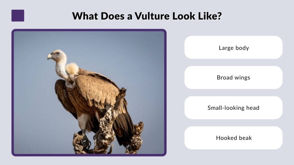 What Does a Vulture Look Like?