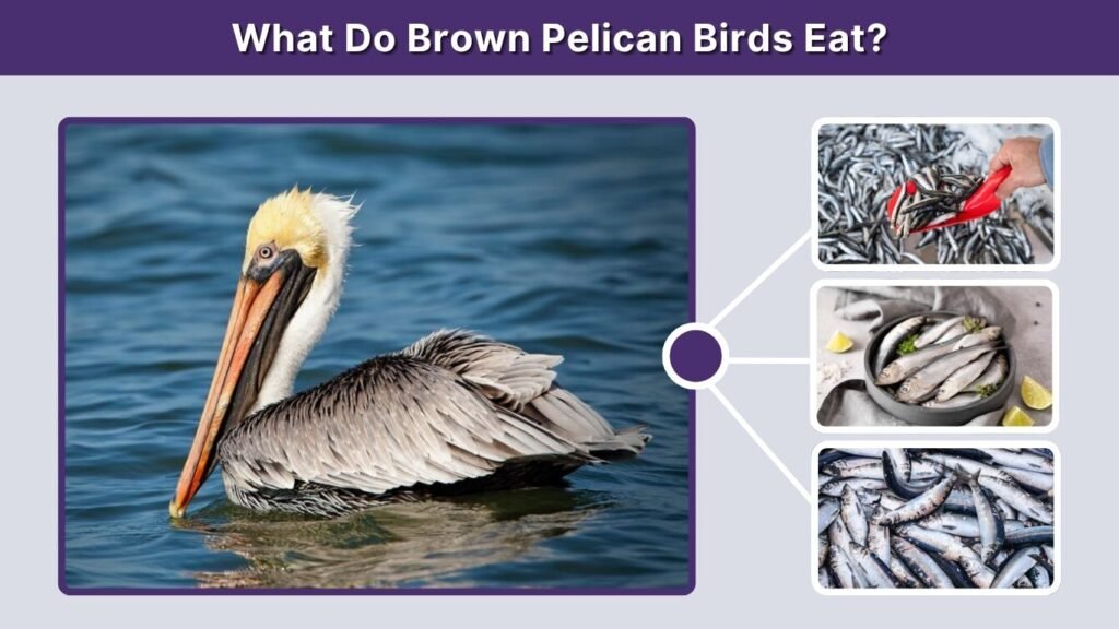 What Do Brown Pelican Birds Eat?
