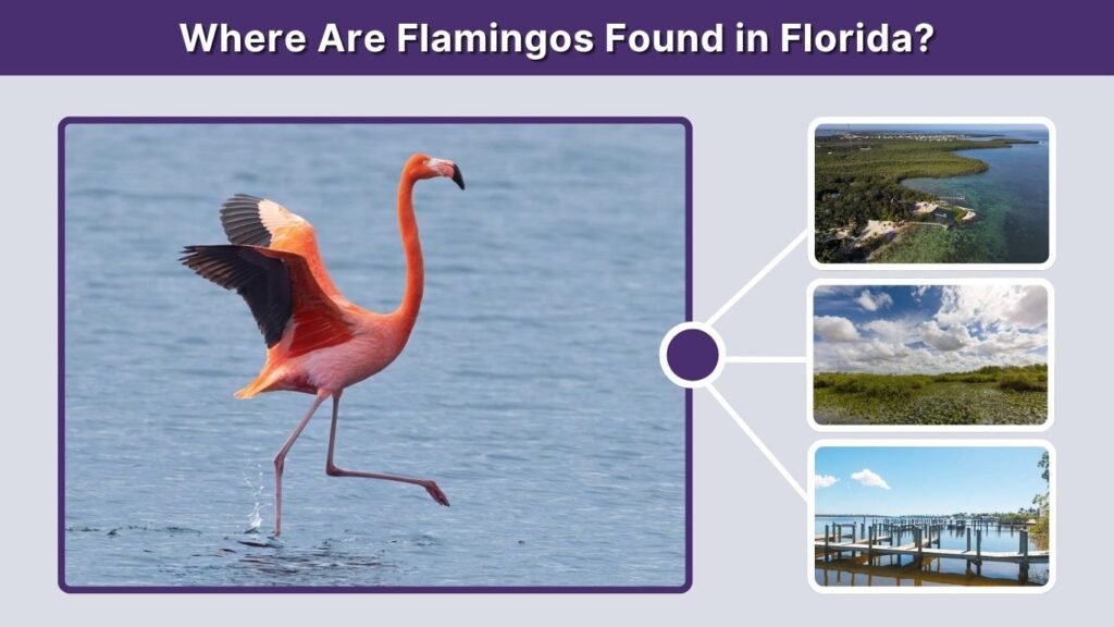 Where Are Flamingos Found in Florida?