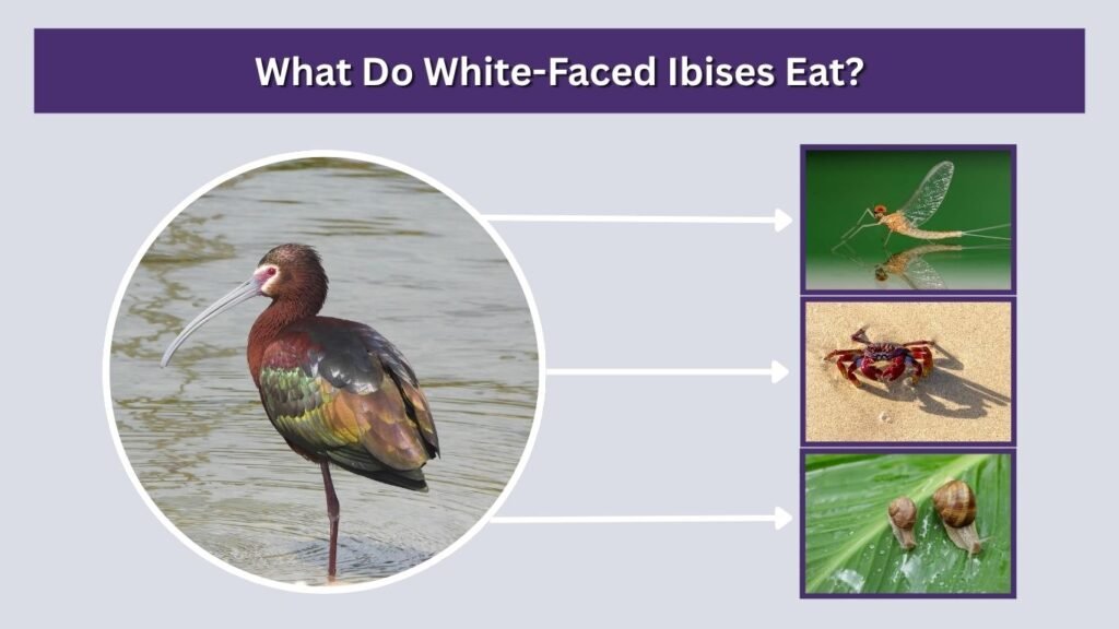 What Do White-Faced Ibises Eat?
