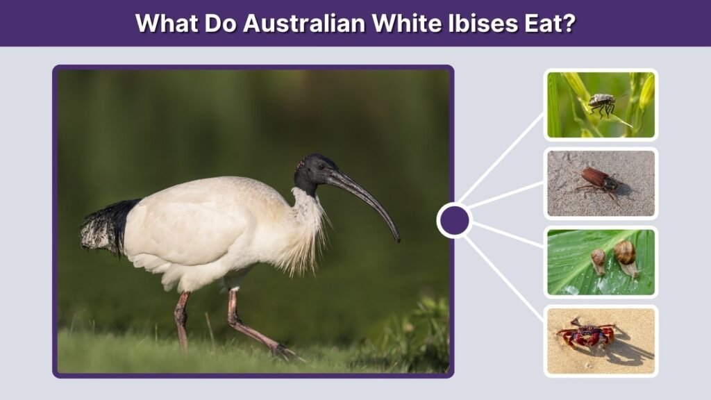 What Do Australian White Ibises Eat?