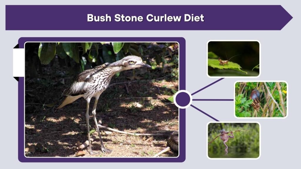 Bush Stone Curlew Diet