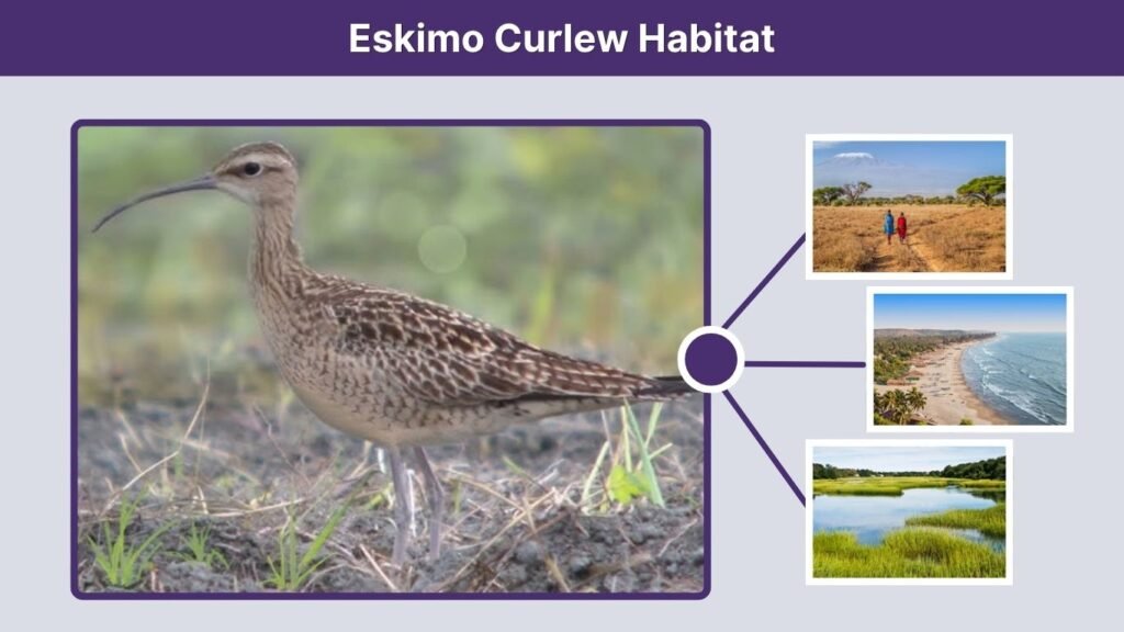 Eskimo Curlew Habitat