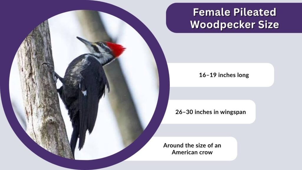 Female Pileated Woodpecker Size