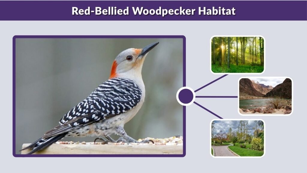 Red-Bellied Woodpecker Habitat