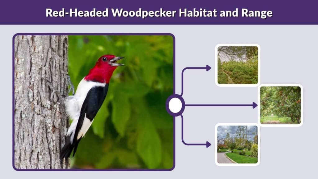 Red-Headed Woodpecker Habitat and Range