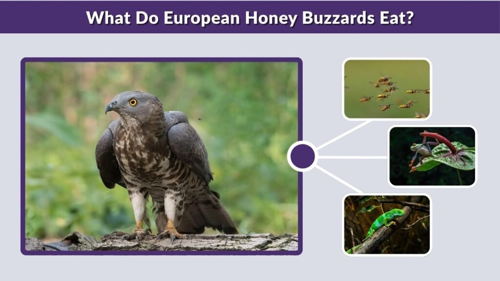 What Do European Honey Buzzards Eat?