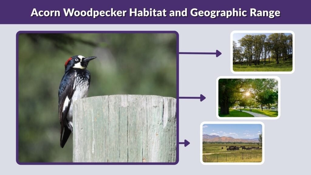 Acorn Woodpecker Habitat and Geographic Range