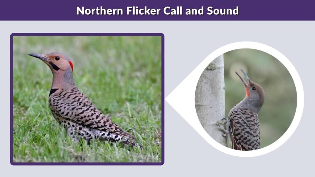 Northern Flicker Call and Sound