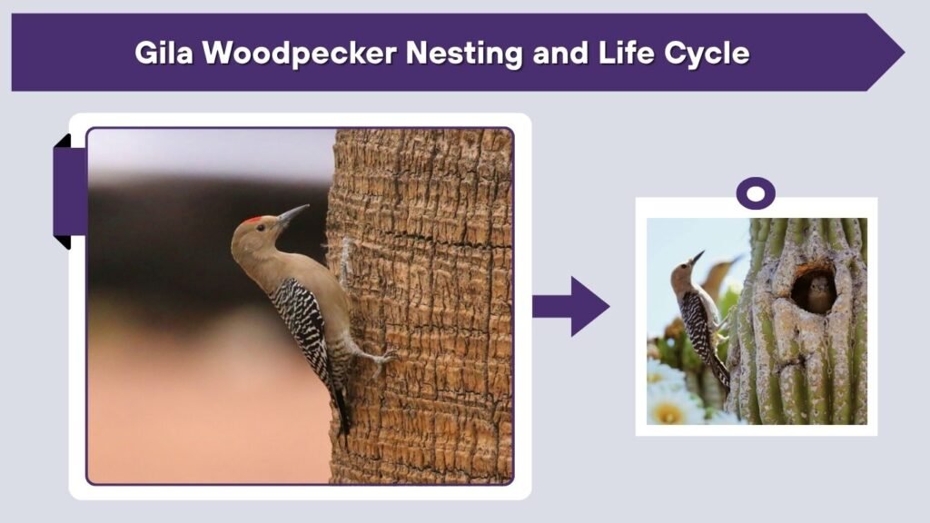 Gila Woodpecker Nesting and Life Cycle
