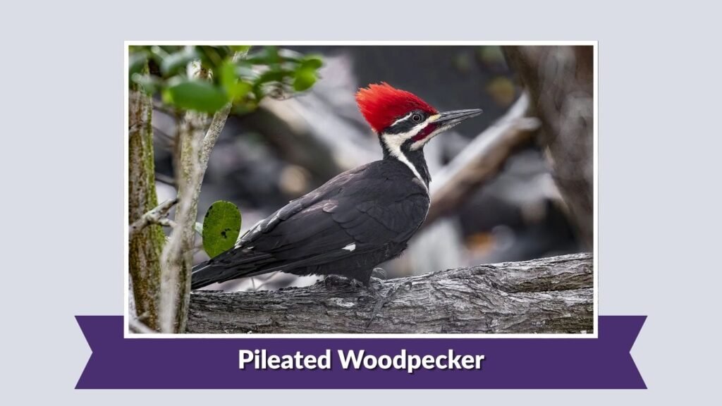 Pileated Woodpecker