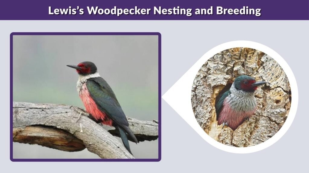 Lewis’s Woodpecker Nesting and Breeding
