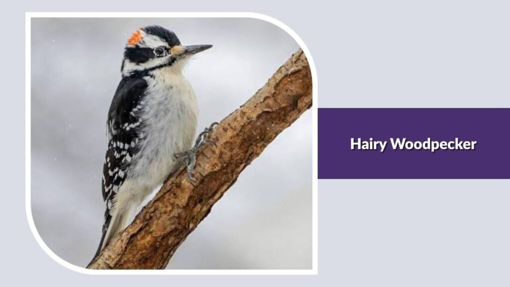 Hairy Woodpecker