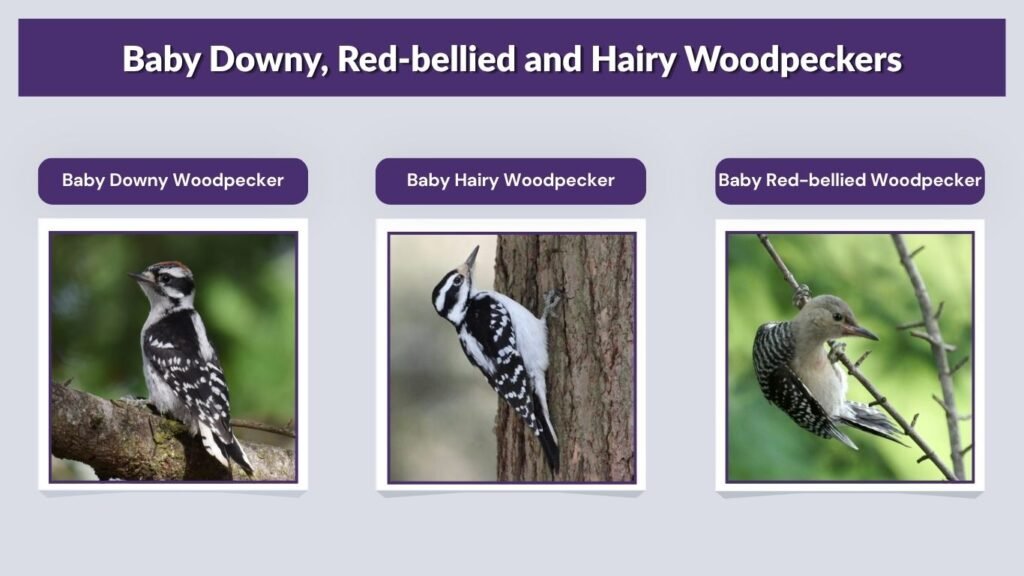 Baby Downy, Red-bellied and Hairy Woodpeckers