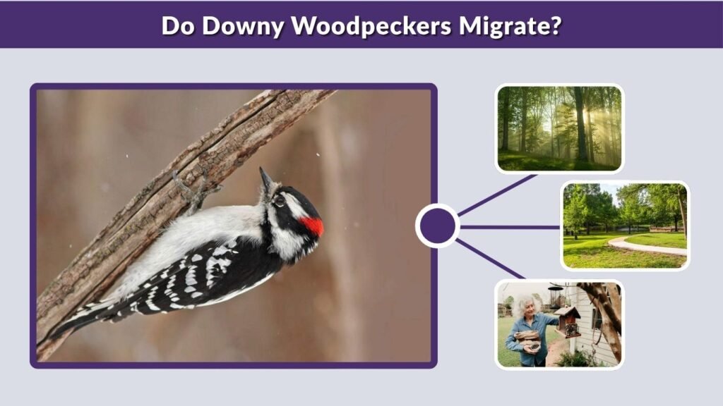 Do Downy Woodpeckers Migrate?