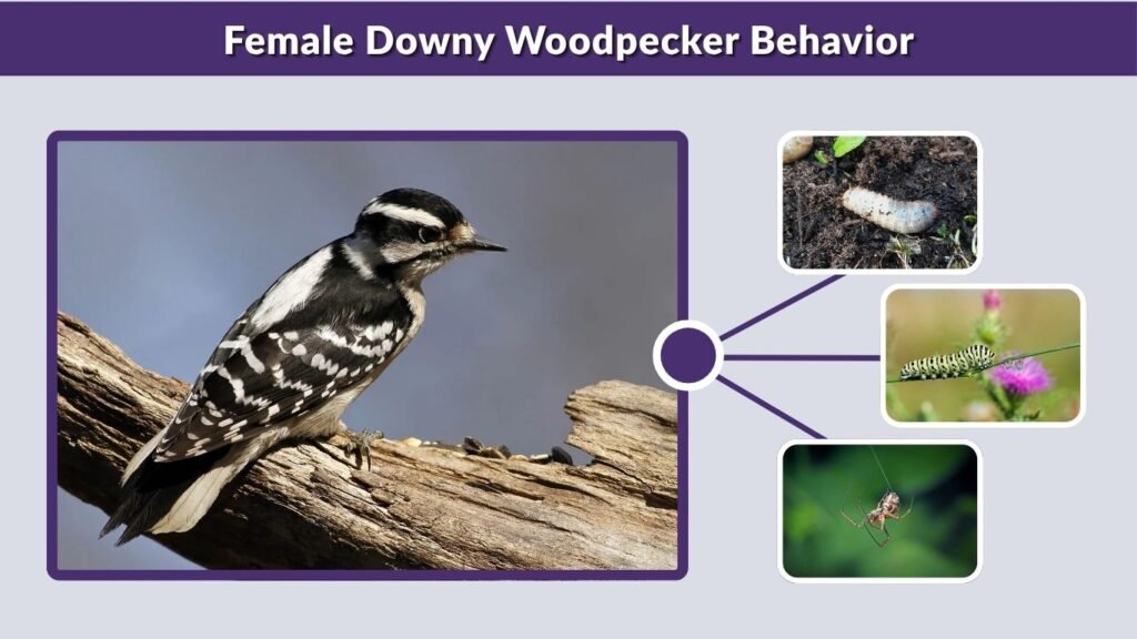 Female Downy Woodpecker Behavior